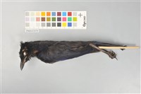 藏品(臺灣紫嘯鶇)的圖片